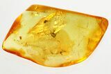 Fossil Wingless Scale Insects and Several Mites in Baltic Amber #357877-1